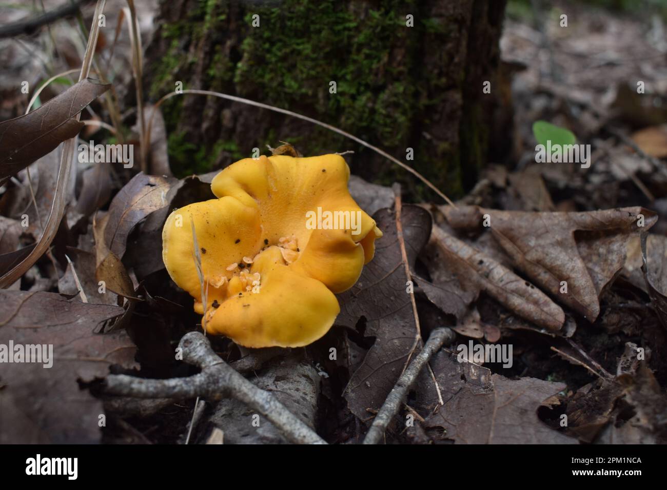 Un champignon chanterelle orange vif sur le sol de la forêt. Cantharellus cibarius. Rural Missouri, Mo, États-Unis, États-Unis, États-Unis Banque D'Images