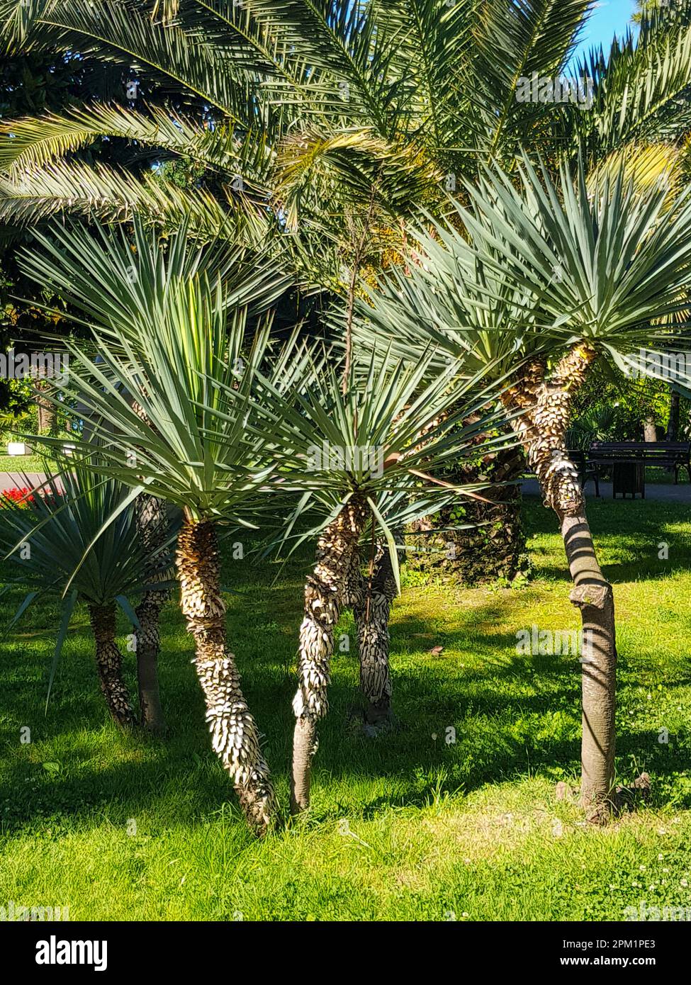 Beaucoup d'arbres Yucca gloriosa aiguille Adams, poignard espagnol, bougie romaine, muguet, nénuphar, nénuphars, Baïonnette espagnole, magnifique yucca, photo verticale. Banque D'Images
