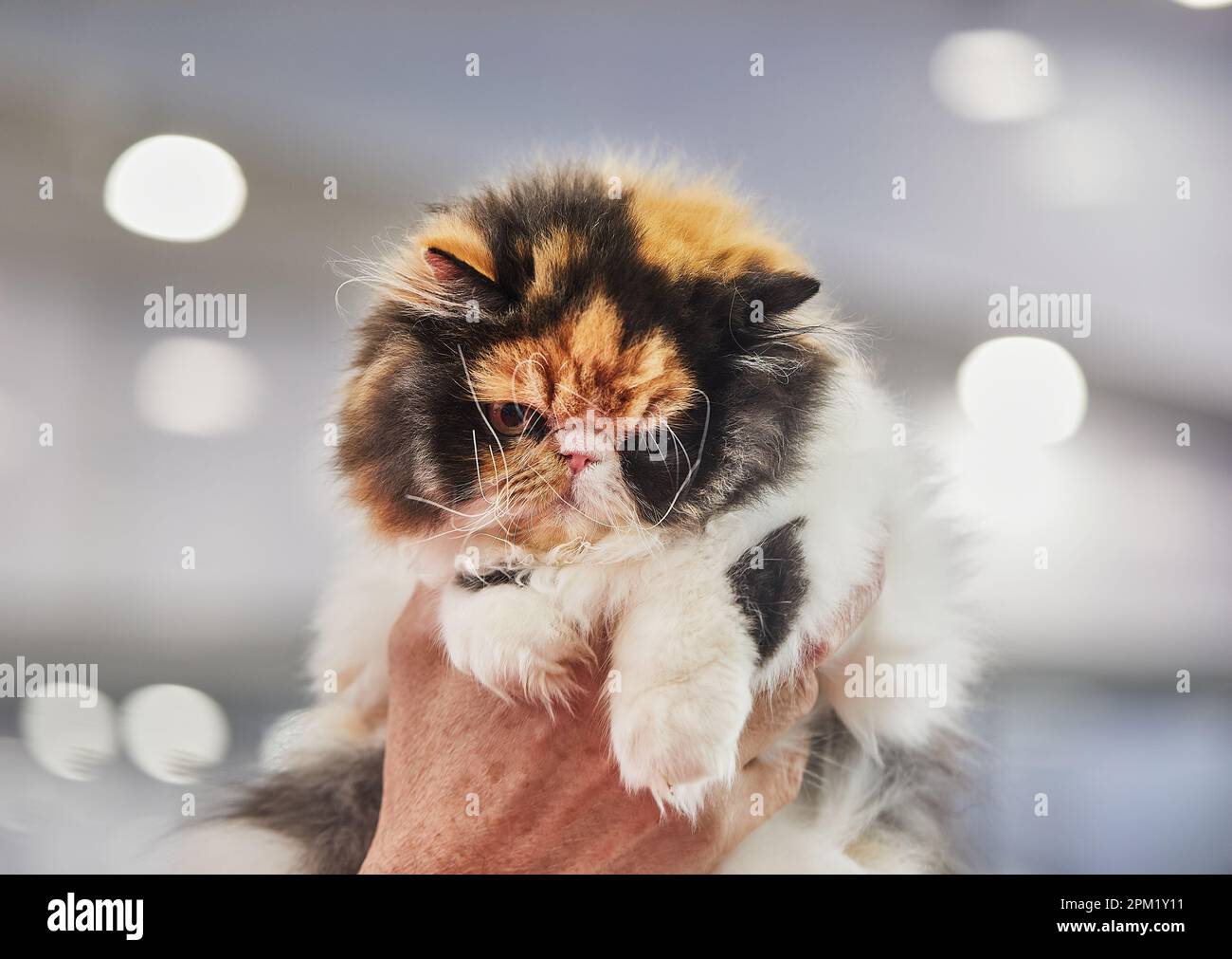 Chat perse tricolore entre les mains du propriétaire. Banque D'Images