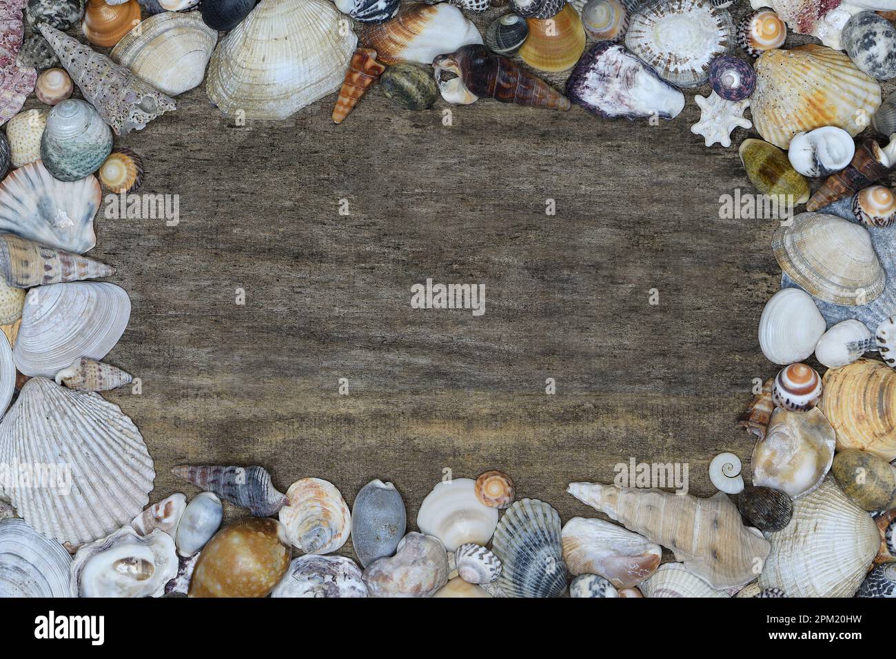 Cadre de bordure, vue de dessus d'un assortiment de Queensland, Australie, coquillages délavés charmant un arrière-plan rustique en bois dans un éclairage doux Banque D'Images