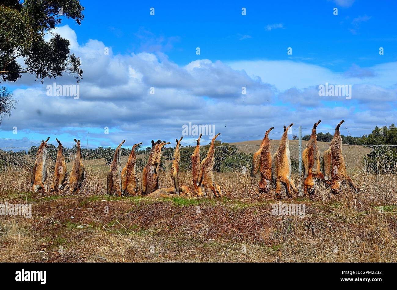 Carcasses de renards morts liées à la clôture de la propriété pour chasser d'autres renards près de St Arnaud Victoria Australie Banque D'Images