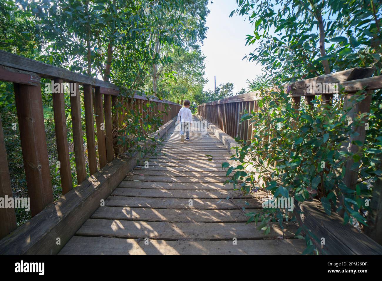 Petit garçon traversant un pont en bois seul. Forêt d'eucalyptus de Riverside Banque D'Images