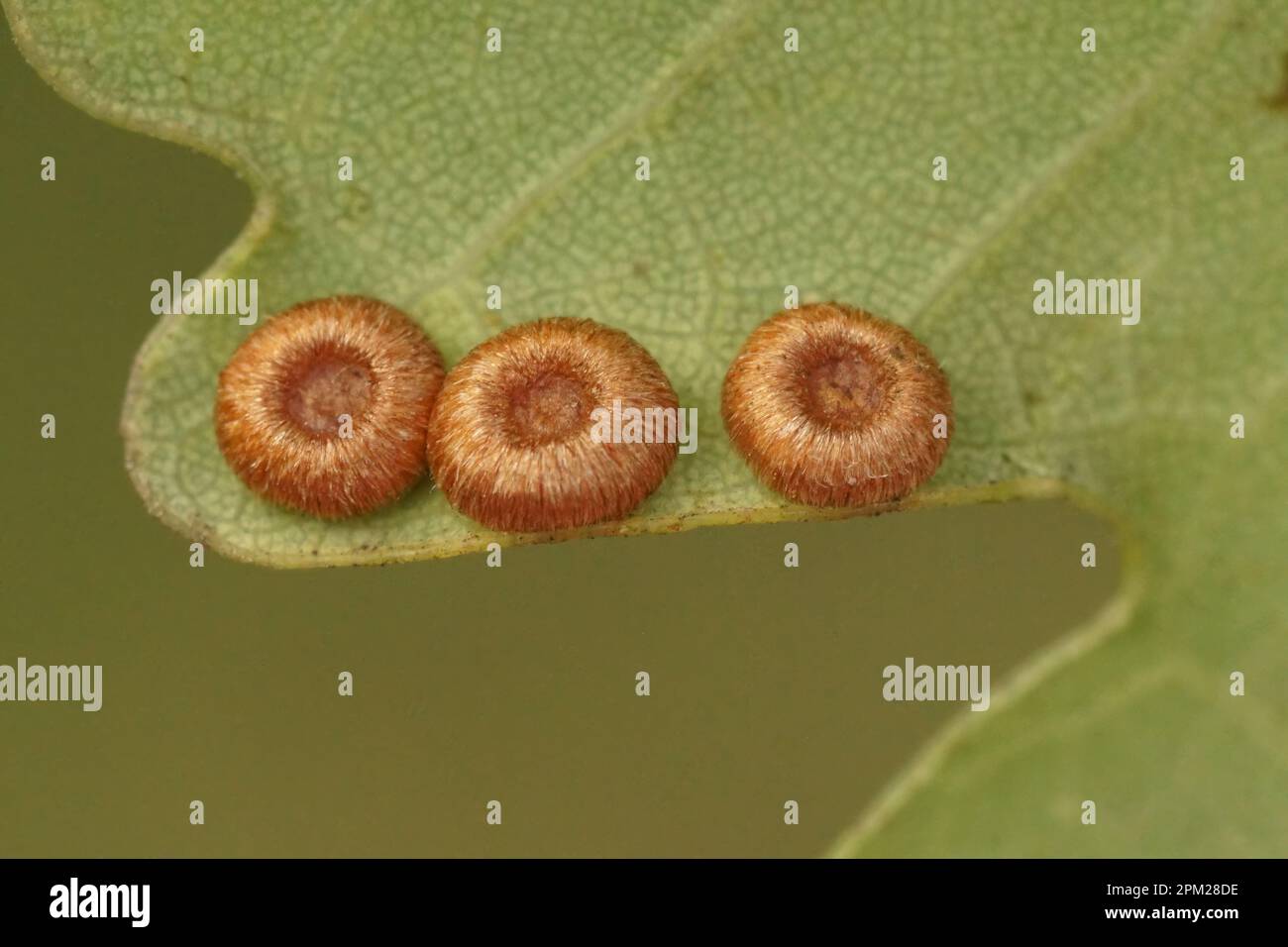 Gros plan naturel sur un bouton de soie de Neuroterus numismalus guêpes sur le dessous d'une laisse de chêne Banque D'Images