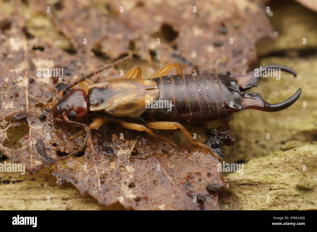 Naturel détaillé plein corps sur l'oreille européenne , Forficula auricularia, sur l'écorce d'un arbre Banque D'Images