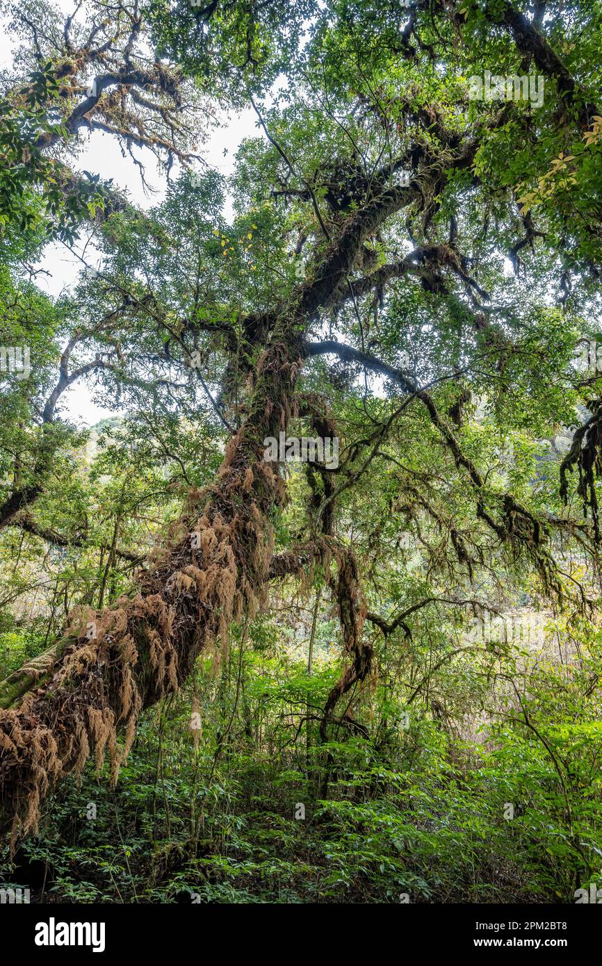 Forêt vierge avec arbres géants couverts de mousse. Doi Inthanon National Park, Chiang Mai, Thaïlande. Banque D'Images