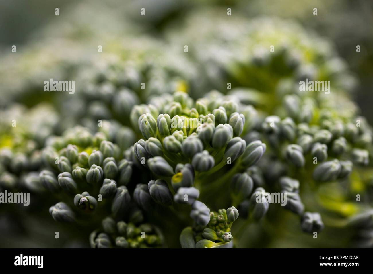 Brocoli vert. Prise de vue macro. Banque D'Images
