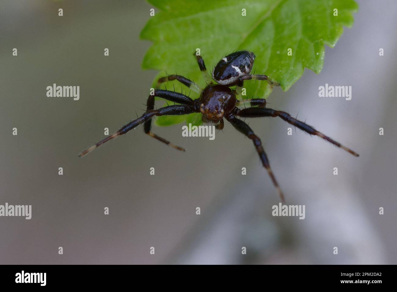 Araignée de crabe Napoléon mâle (Synema globosum) sur une feuille Banque D'Images