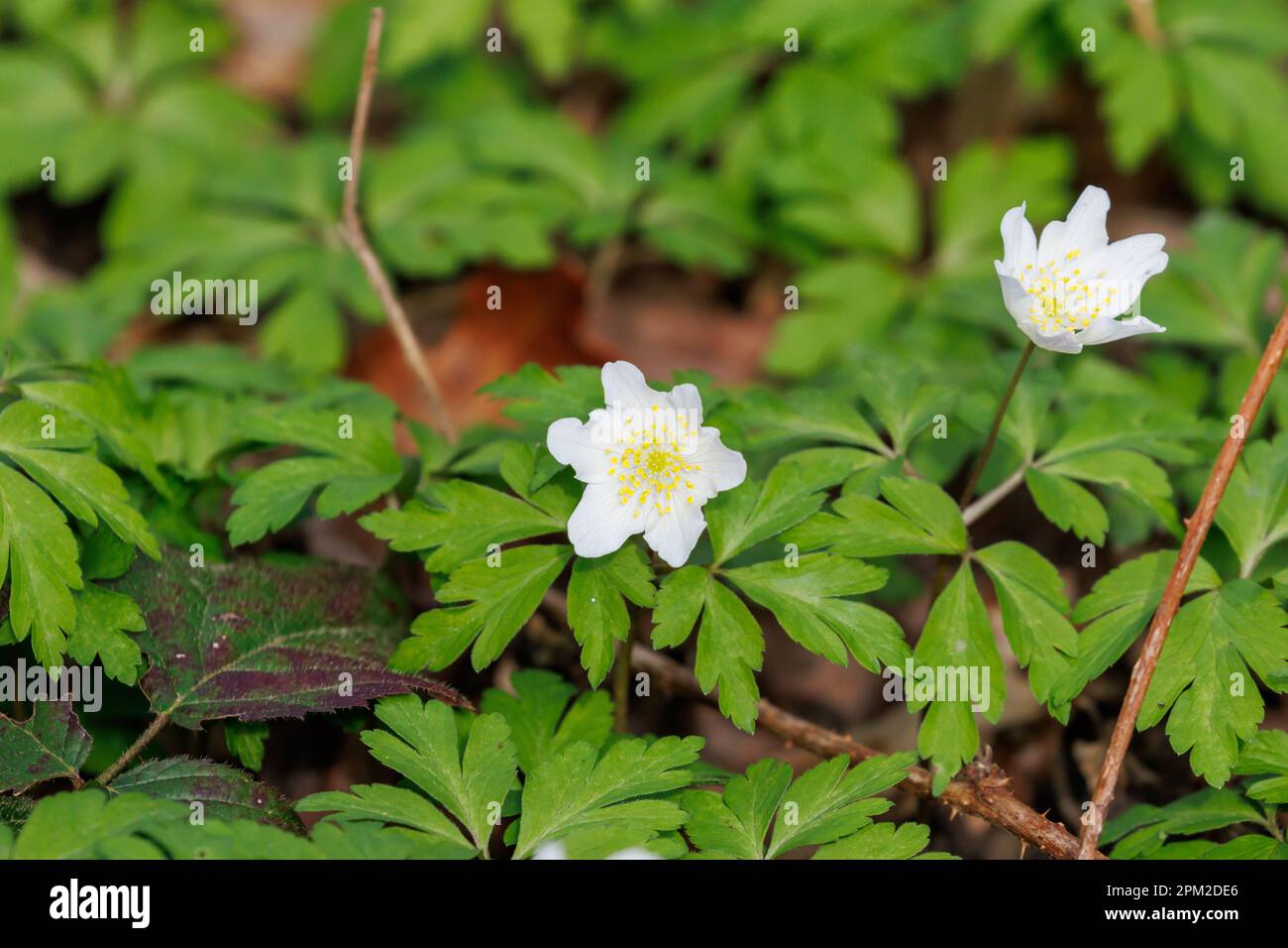 Anemone de bois (Anemone nemorosa) Royaume-Uni Banque D'Images Anemone de bois (Anemone nemorosa) Royaume-Uni Banque D'Images