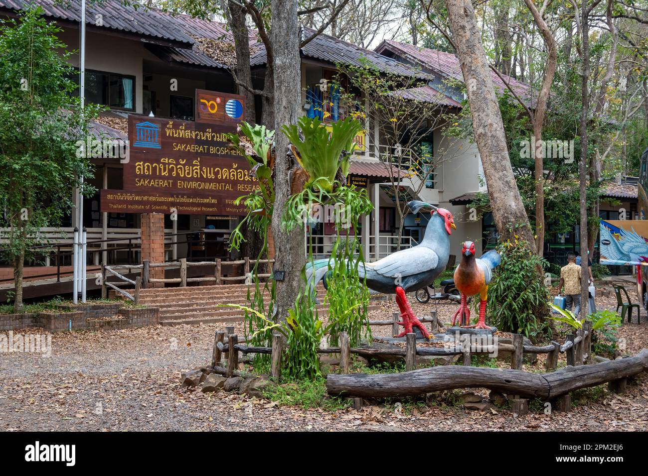 Statue d'un faisan siamois à la Station de recherche environnementale Sakaerat, Udom SAP, Thaïlande. Banque D'Images