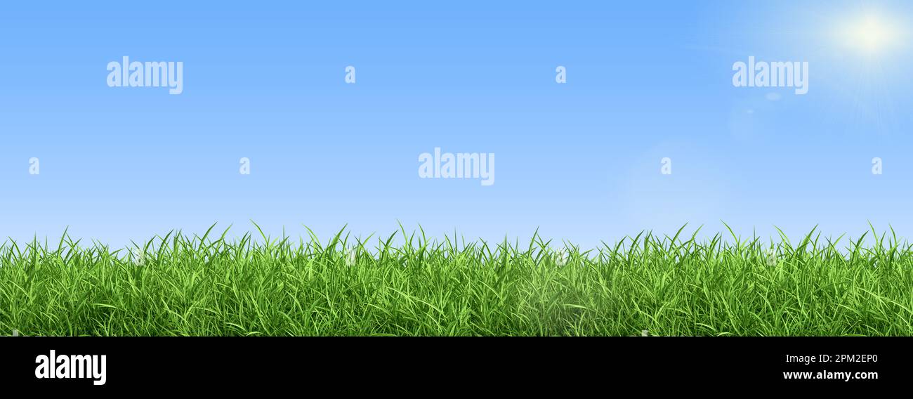 Herbe verte sur ciel bleu clair, thème nature printemps. Panorama Banque D'Images