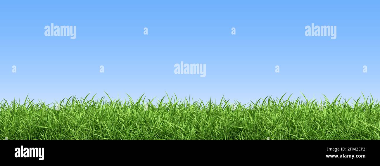 Herbe verte sur ciel bleu clair, thème nature printemps. Panorama Banque D'Images