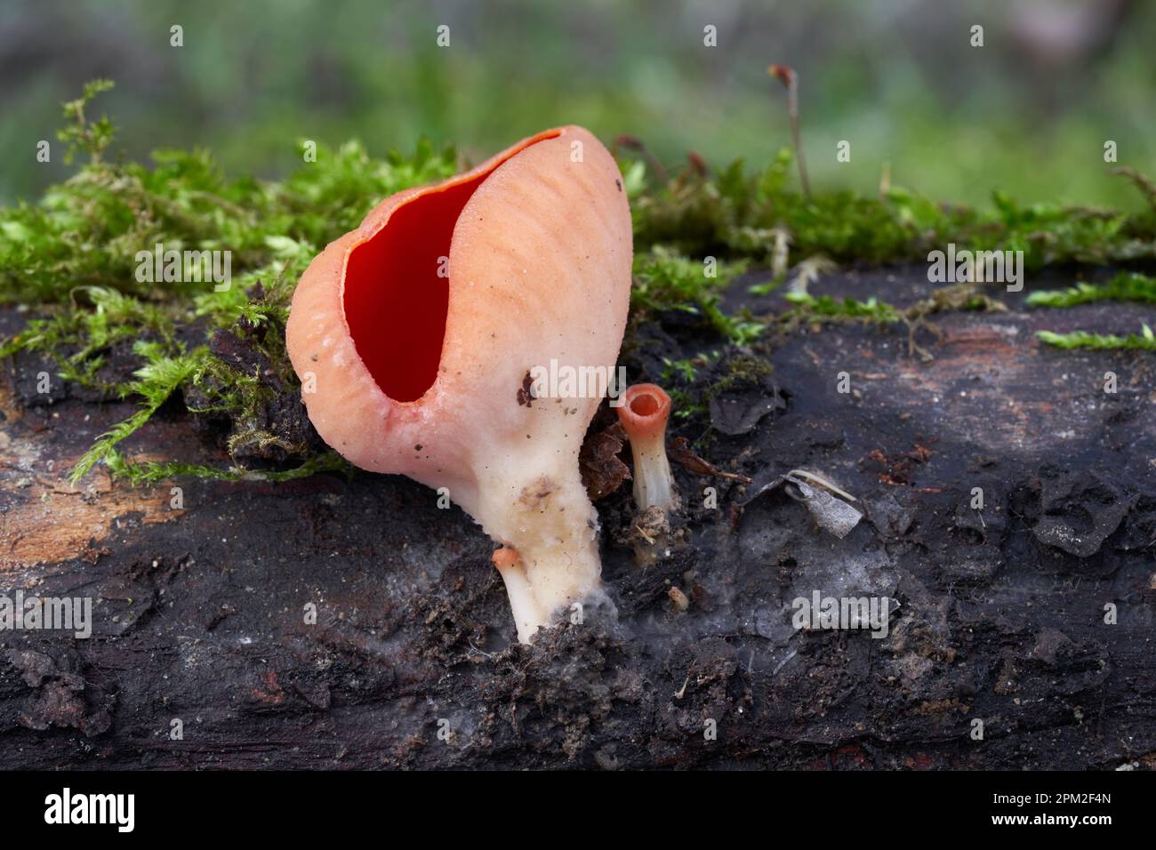 Champignon non comestible Sarcoscypha coccinea sur le bois de mousse. Connu sous le nom de Scarlet Cup. Champignon rouge sauvage dans la forêt. Banque D'Images