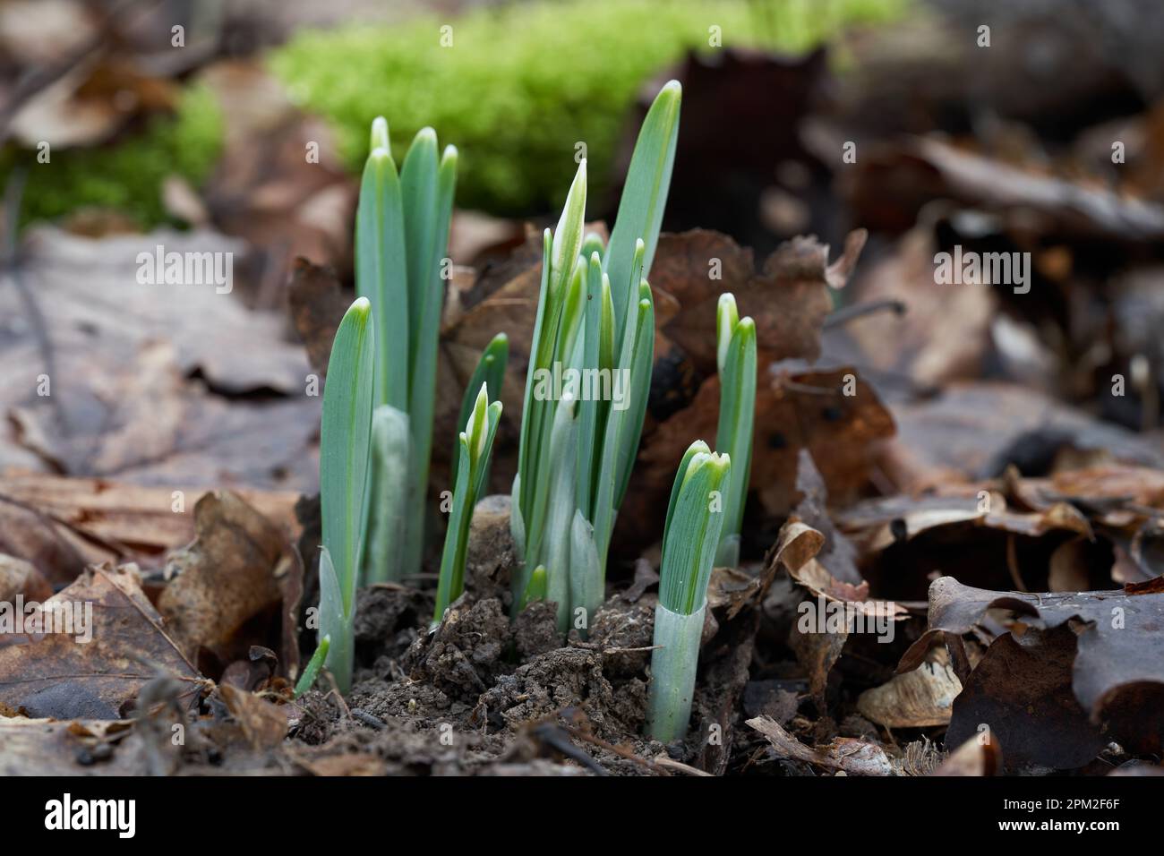 Fleur sauvage Galanthus nivalis dans la forêt. Connue sous le nom de goutte d'eau. Chutes de neige en janvier. Banque D'Images