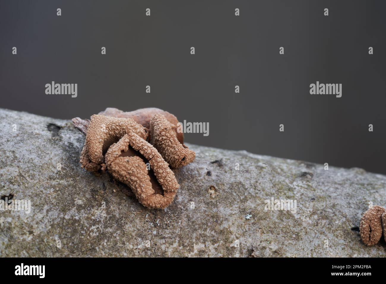 Champignon non comestible Encoelia furfuracea sur le noisette. Connu sous le nom de tasse de noisette de printemps. Petits champignons beiges dans la forêt. Banque D'Images