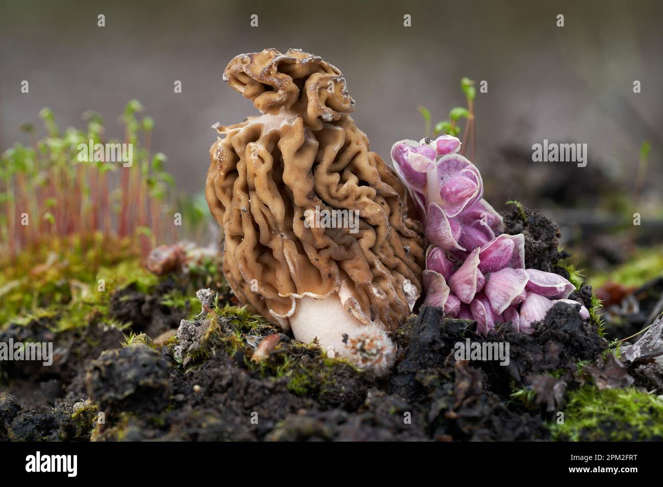 Champignons comestibles Verpa bohemica au sol. Connu sous le nom de faux morel précoce, morel de thimble froissé ou morel de thimble-cap froissé. Champignon brun sauvage Banque D'Images