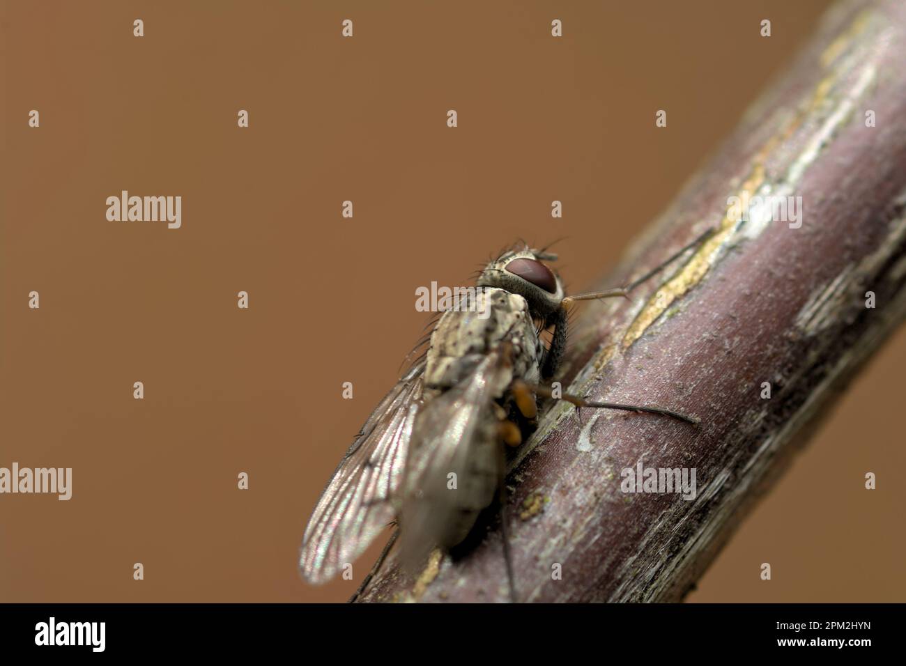 Mouche unique (Helina cf. Depuncta) sur une branche, macro-photographie d'insectes, faune Banque D'Images
