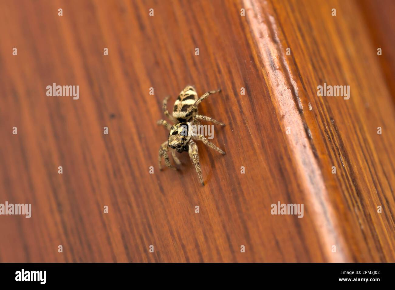 Single Zebra Jumping Spider (Salticus scenicus) rampant sur un mur de maison, photographie macro d'araignée, biodiversité Banque D'Images
