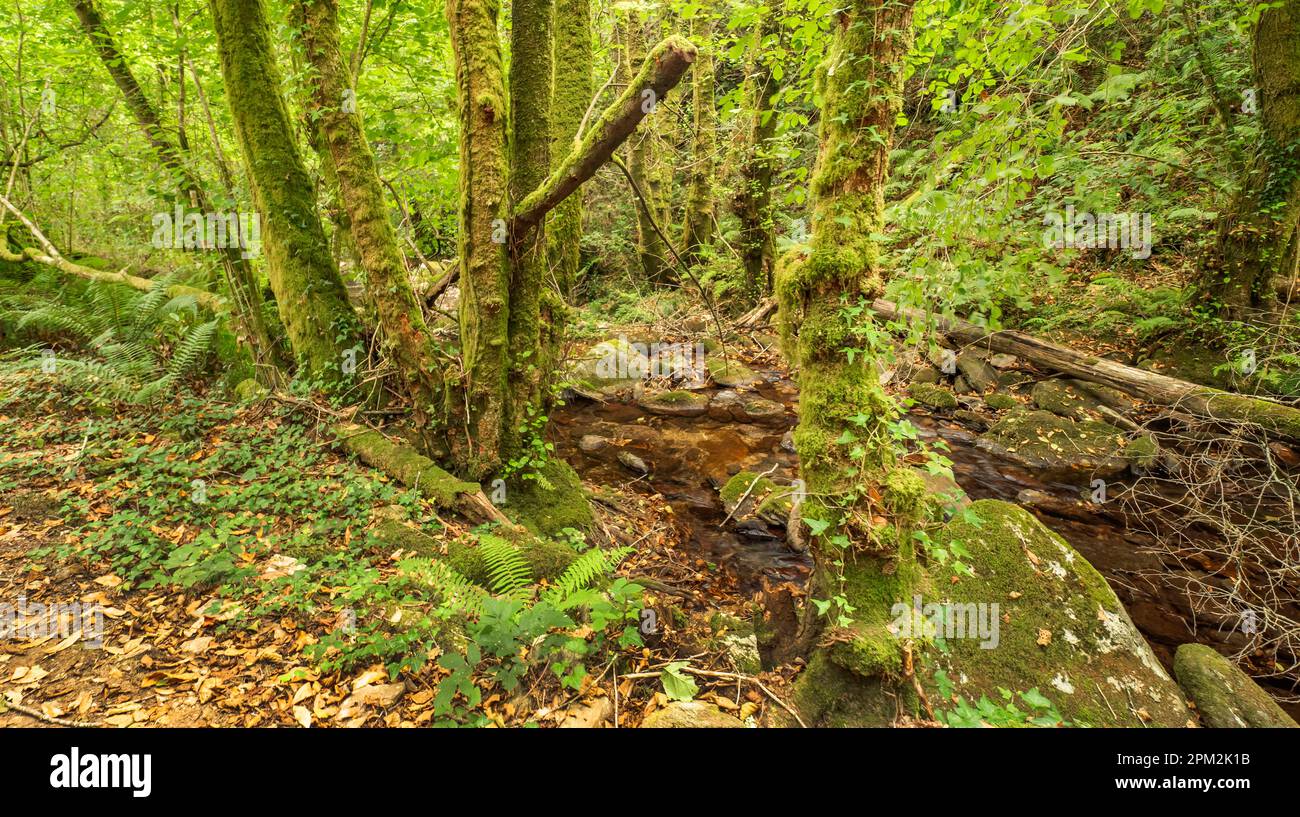 Parc naturel de Fragas do Eume, Pontedeume, La Corogne, Galice, Espagne, Europe Banque D'Images
