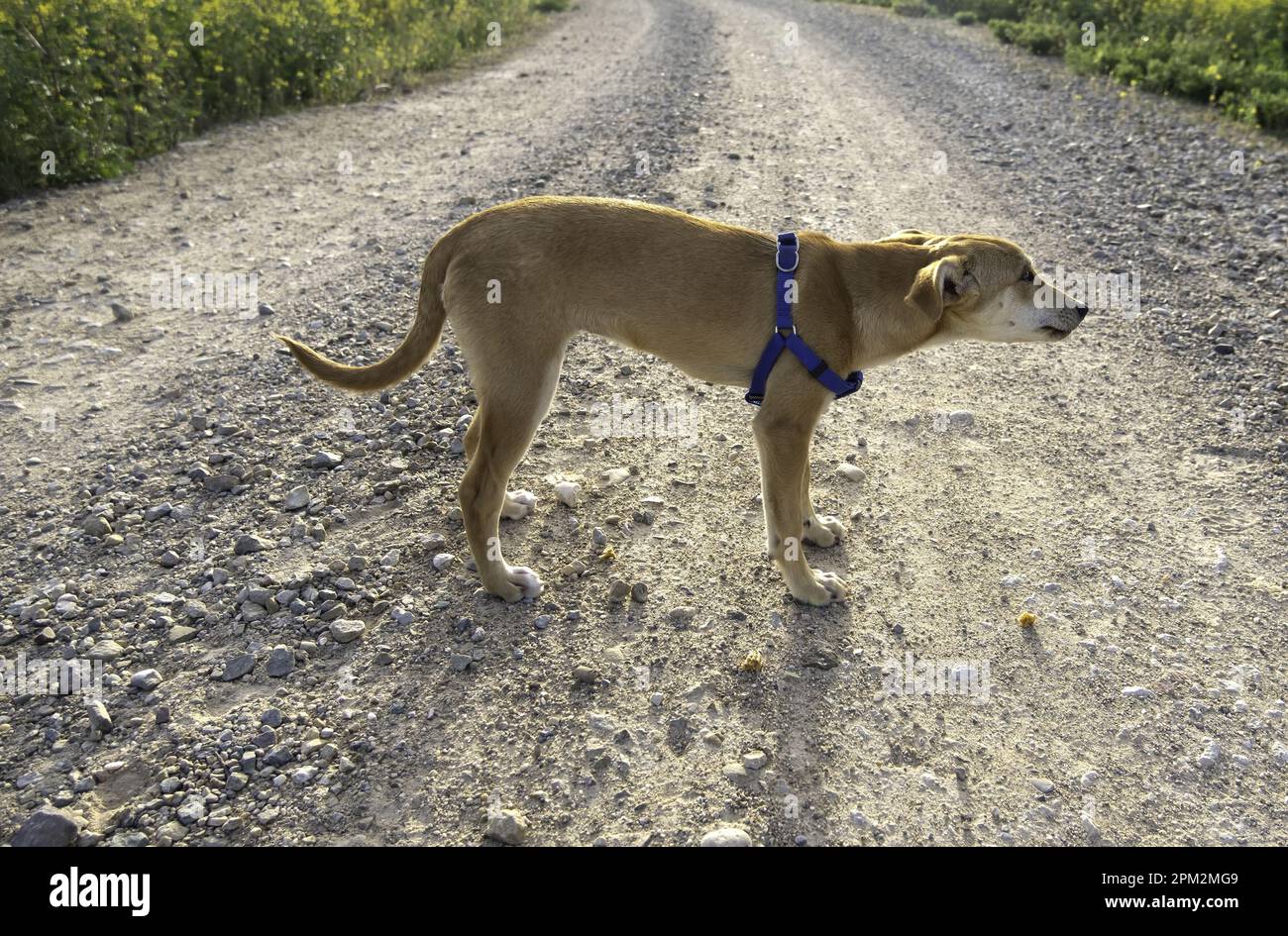 Détail du chien de compagnie sur une promenade dans la nature, animal de compagnie Banque D'Images
