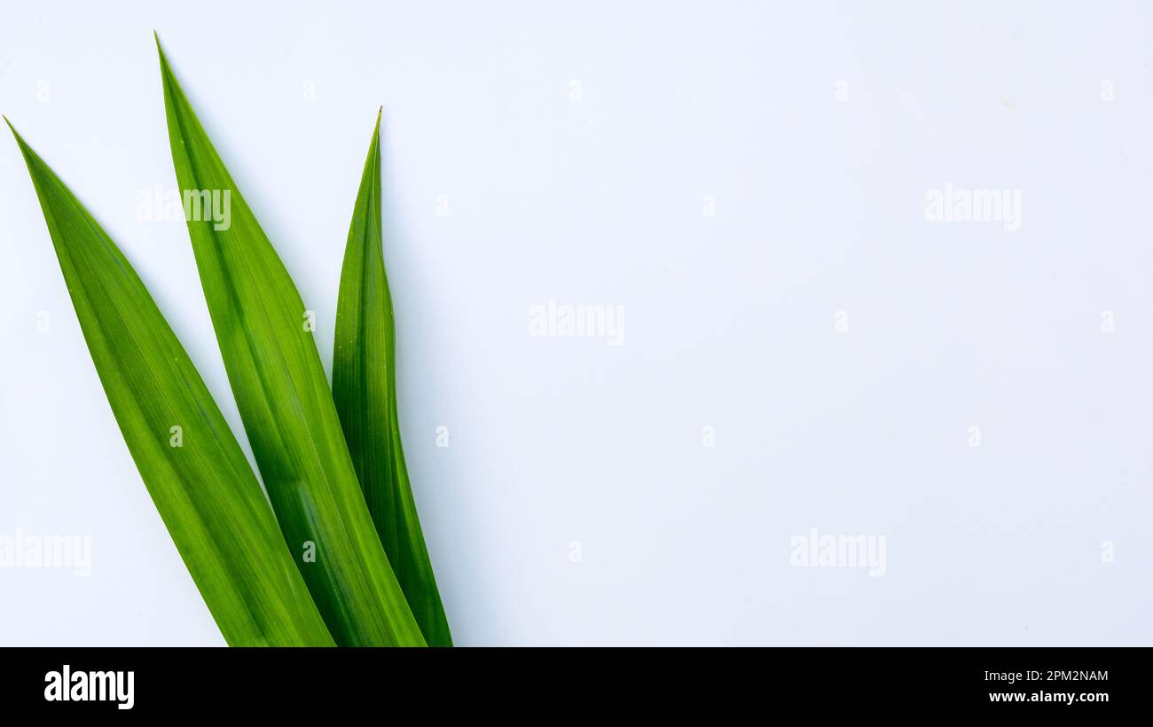 Feuilles de pandan vert frais sur fond blanc Banque D'Images