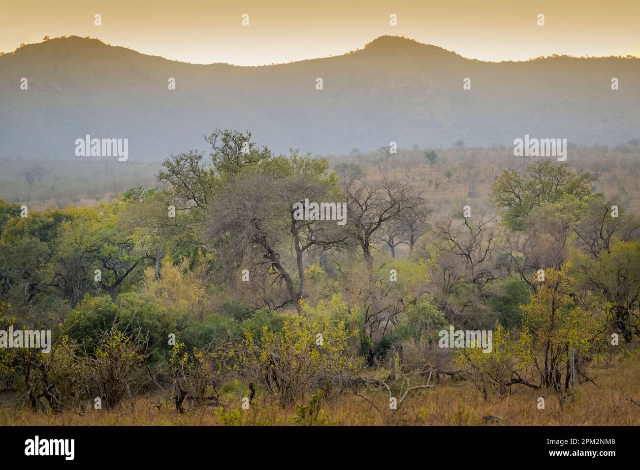 Vue sur le Bush, les arbres et les montagnes au lever du soleil à Berg en Dal, parc national Kruger, Mpumalanga, Afrique du Sud Banque D'Images