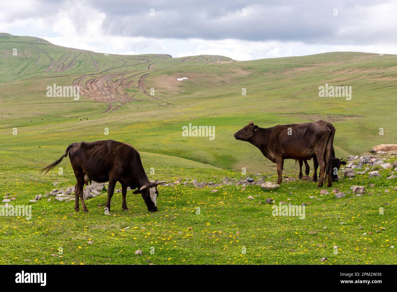 Vaches laitières brunes paissant dans les prairies du plateau de Javakheti sur le col de Tskhratskaro, été, Géorgie. Banque D'Images