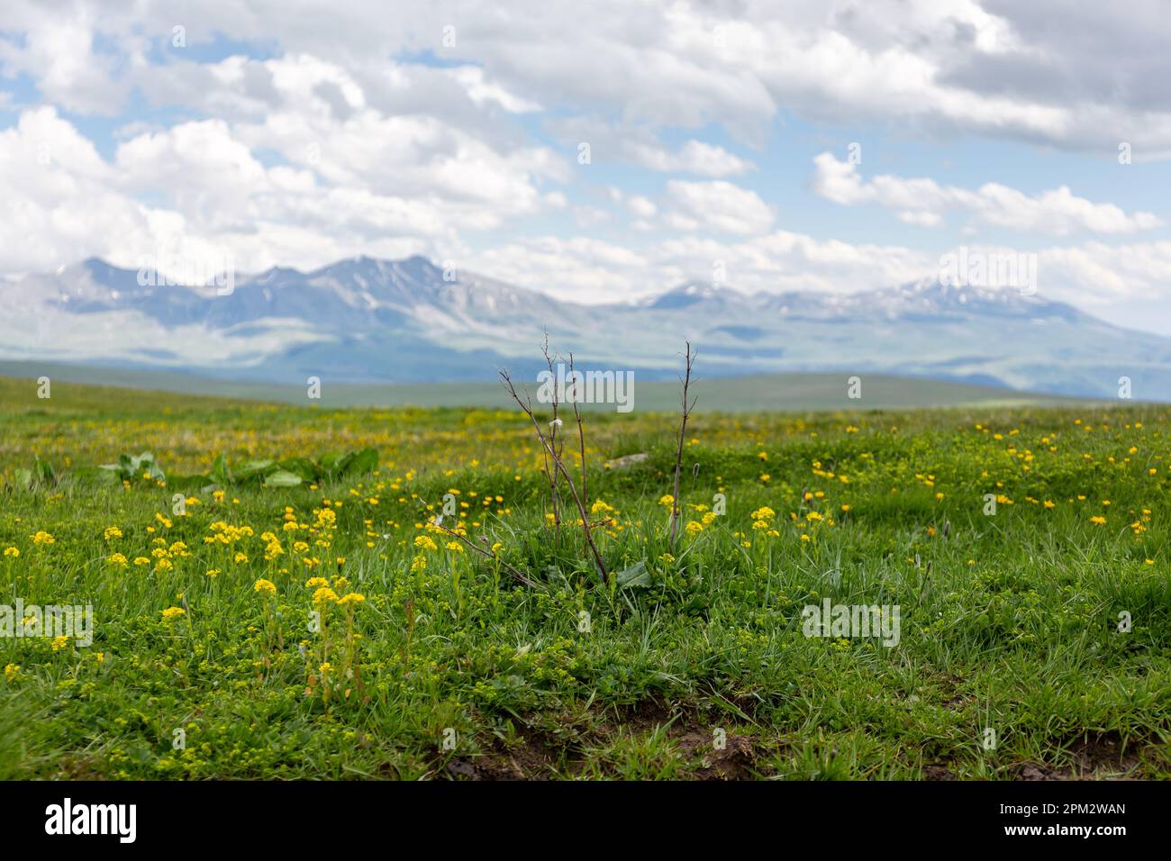 Fleurs d'agromie sauvages jaunes (Agrimonia eupatoria) sur un pré de montagne du plateau de Javakheti avec d'anciens volcans dormants en arrière-plan. Banque D'Images