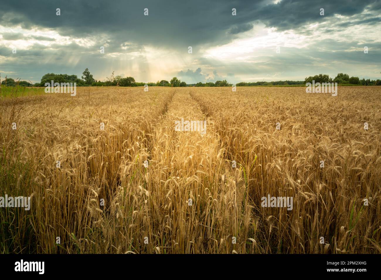 Chemin technologique dans le domaine du triticale doré, vue rurale d'été Banque D'Images