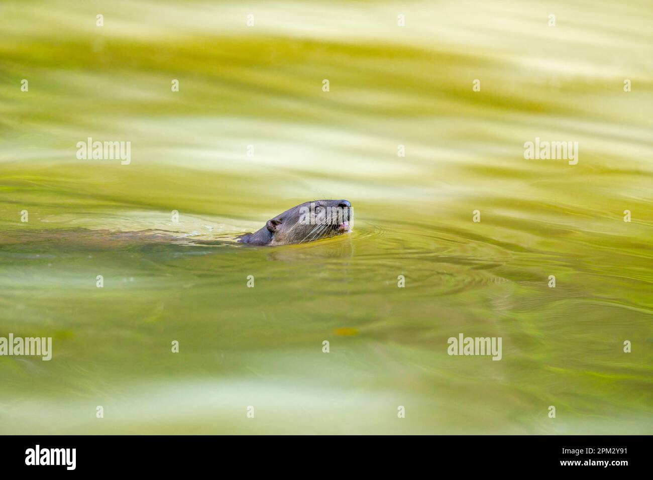 La loutre recouverte de douceur nageant dans une rivière de la forêt de mangrove, Singapour Banque D'Images
