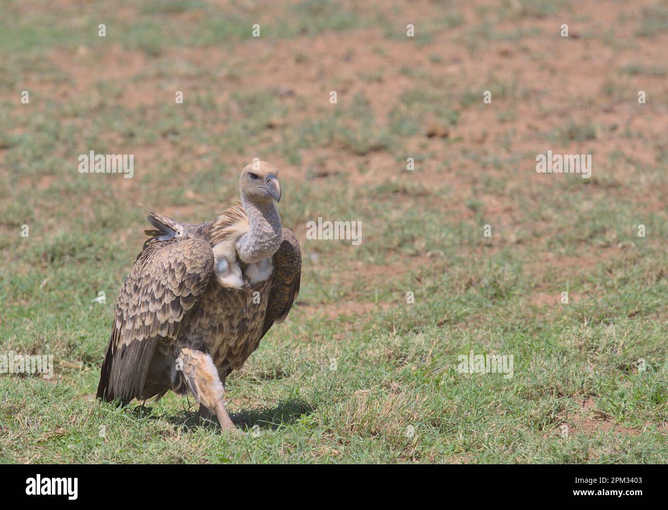 profil avant de la vautour griffon de la ruppell qui marche sur le terrain dans la réserve nationale des sources de buffles sauvages, kenya Banque D'Images