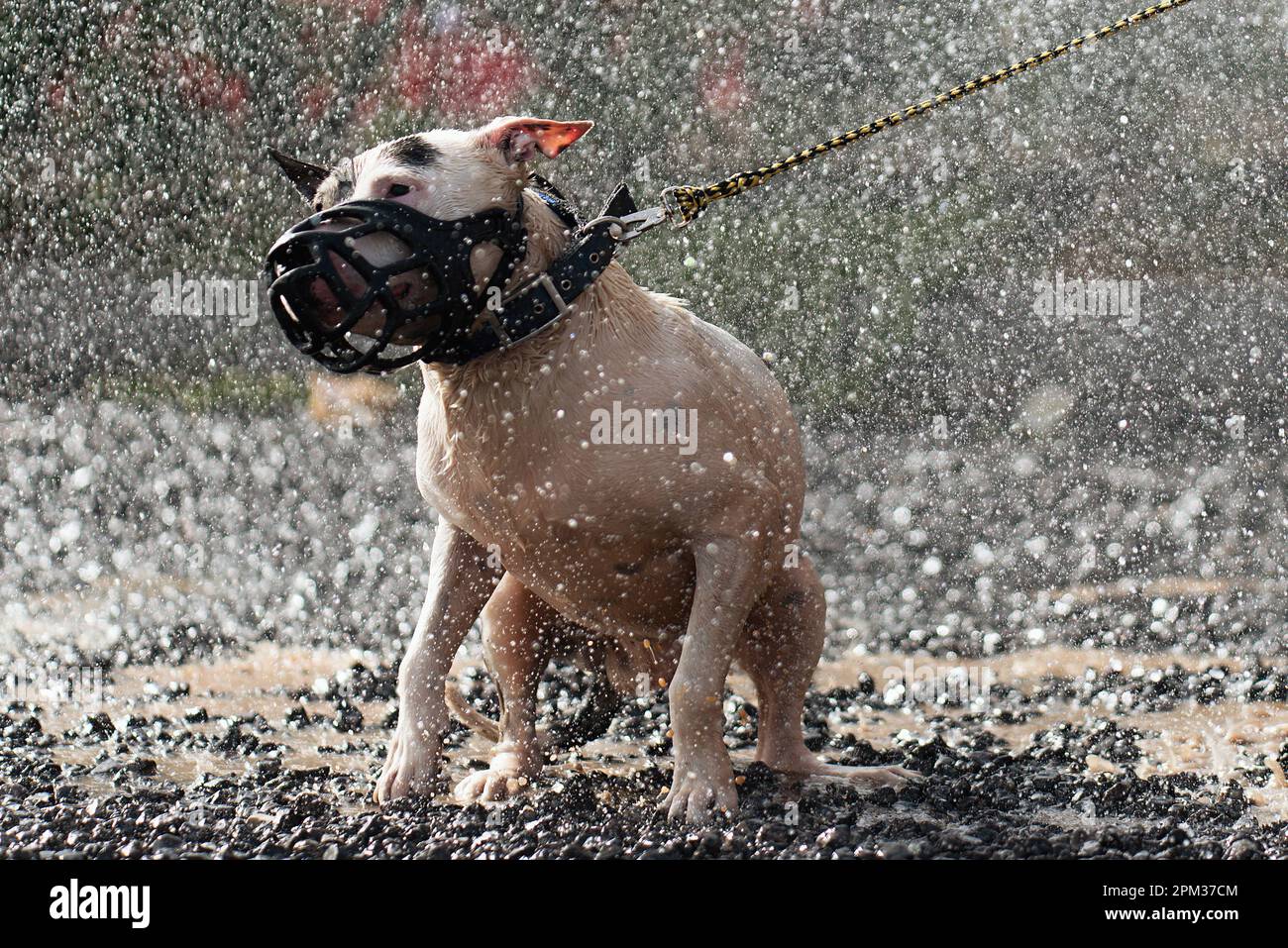 Le Bull Terrier, mouillé par temps pluvieux. Chien sous la pluie Banque D'Images