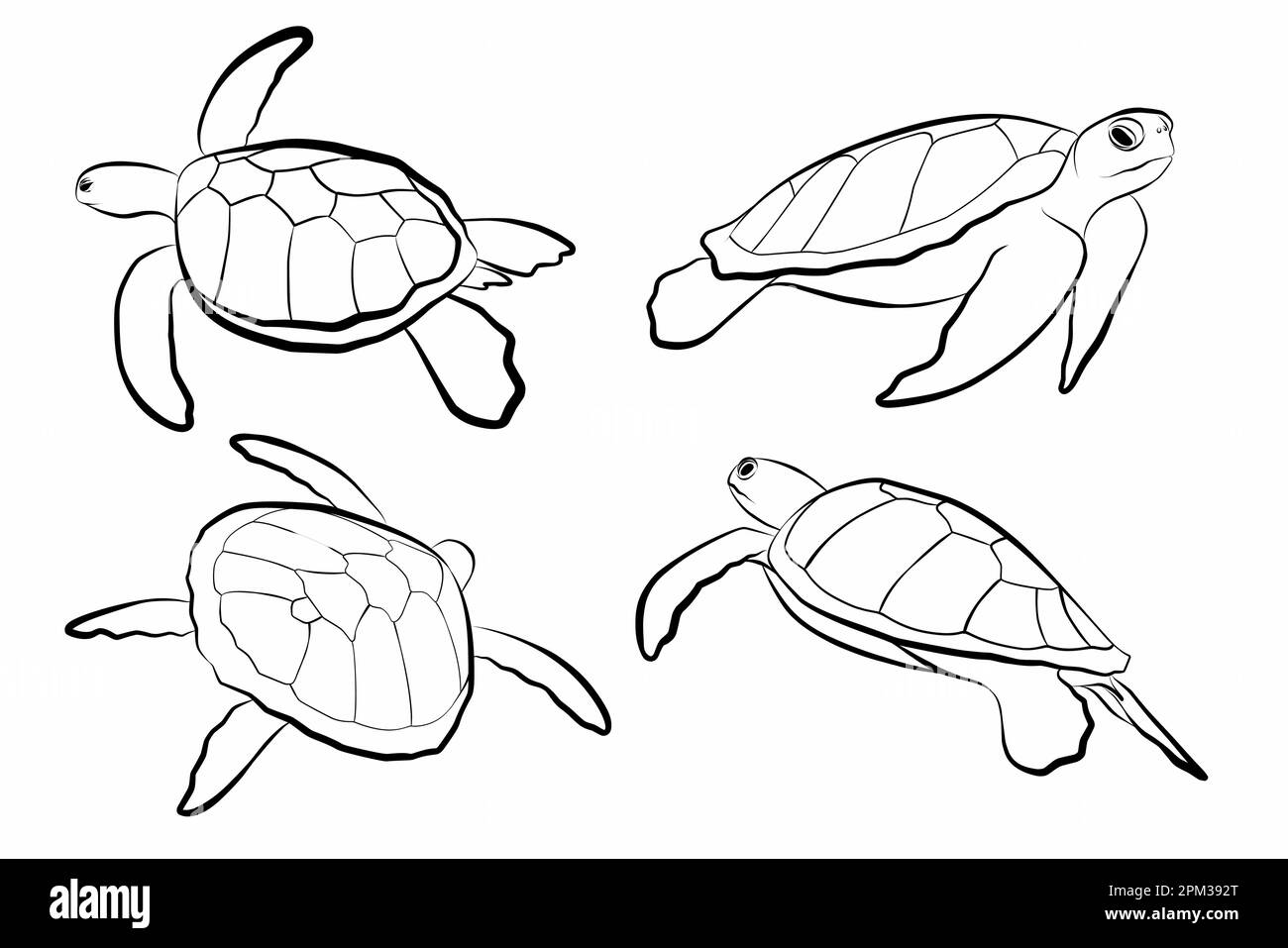 Définir les éléments. Illustration vectorielle de la tortue de mer tropicale sur fond blanc. Idéal pour les invitations, les cartes de vœux, les cartes postales et les imprimés mode Illustration de Vecteur