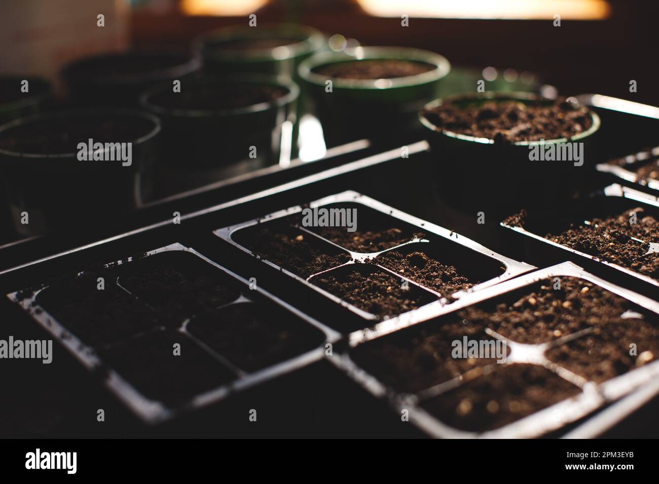 Un gros plan d'un plateau de plateaux d'ensemencement et de pots remplis de semis sains de diverses plantes Banque D'Images