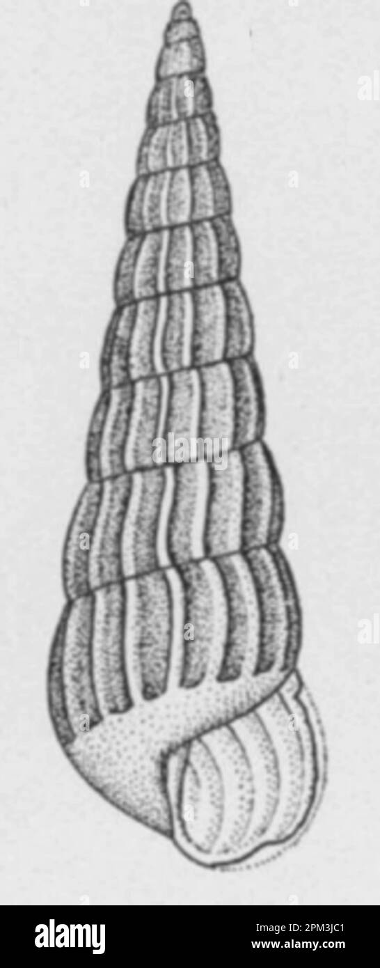 Turbonilla hemiphilli Banque D'Images