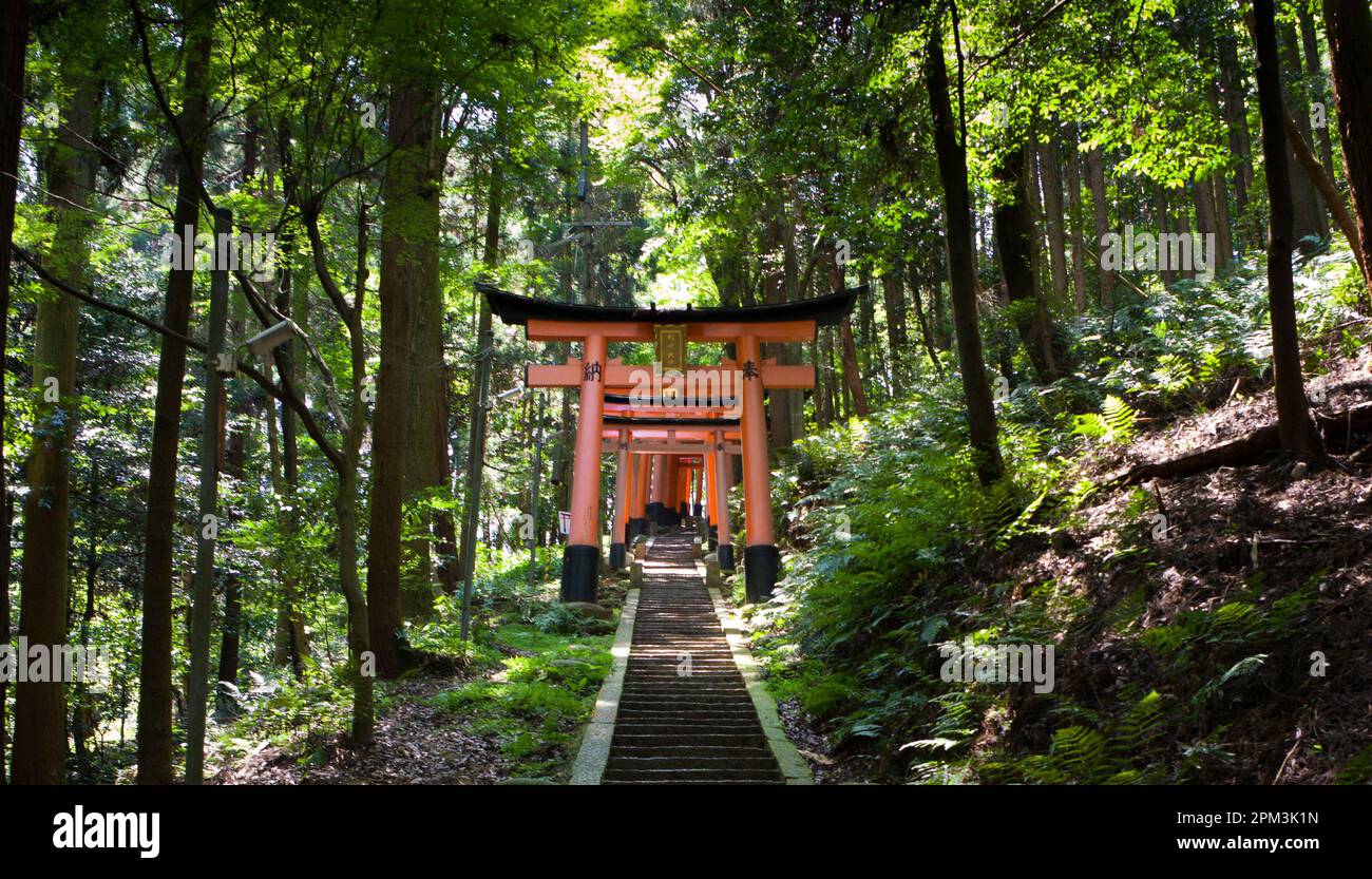 Promenade dans les bois à Fushimi Inari Taisha, Fushimi-ku, Kyoto, préfecture de Kyoto, Japon Banque D'Images