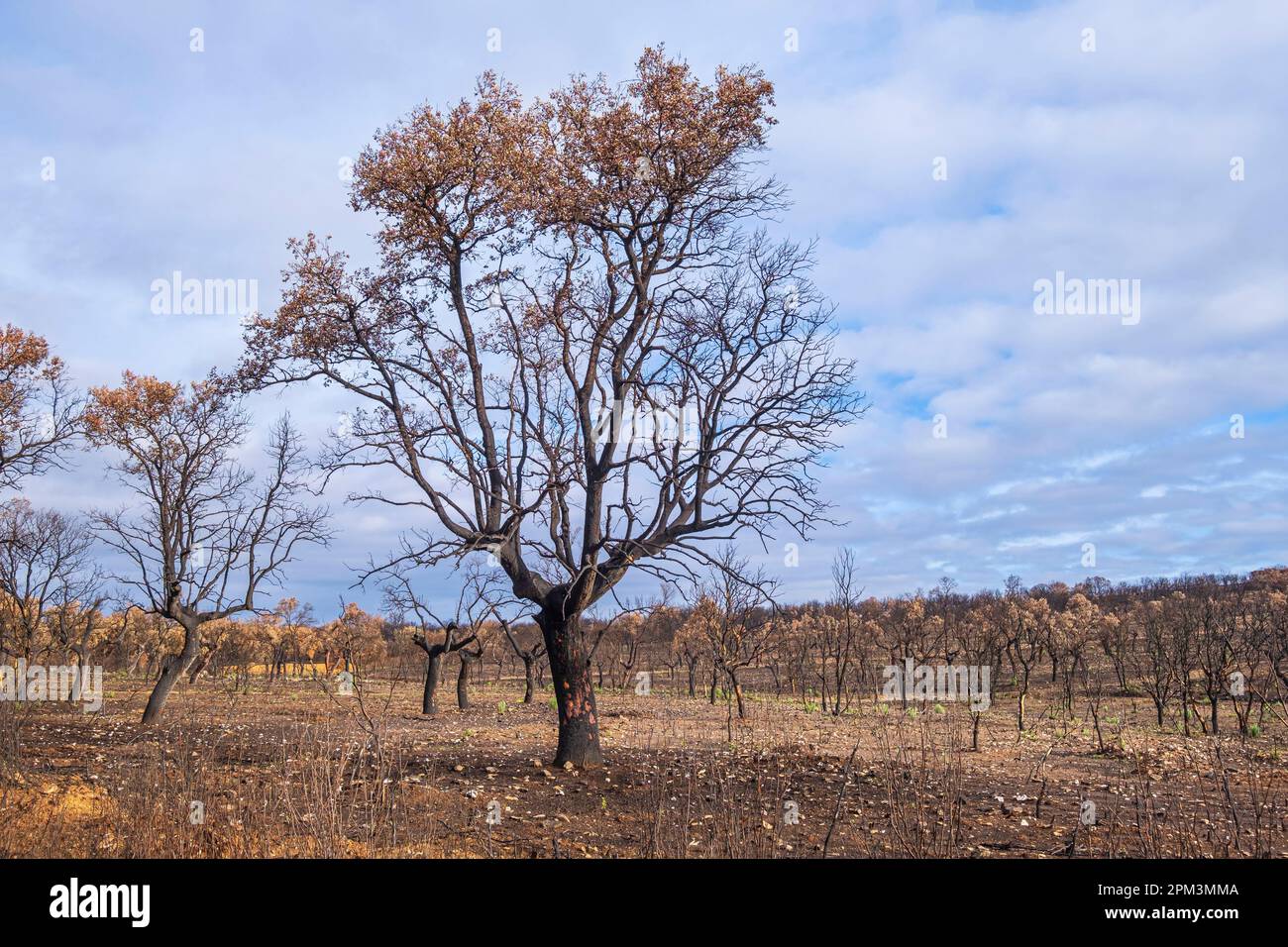 Espagne, Castille et León, environs de Villanueva de las Peras, paysage détruit par un feu sur la via de la Plata via Ourense ou Camino Sanabres, itinéraires de pèlerinage espagnol à Saint-Jacques-de-Compostelle Banque D'Images