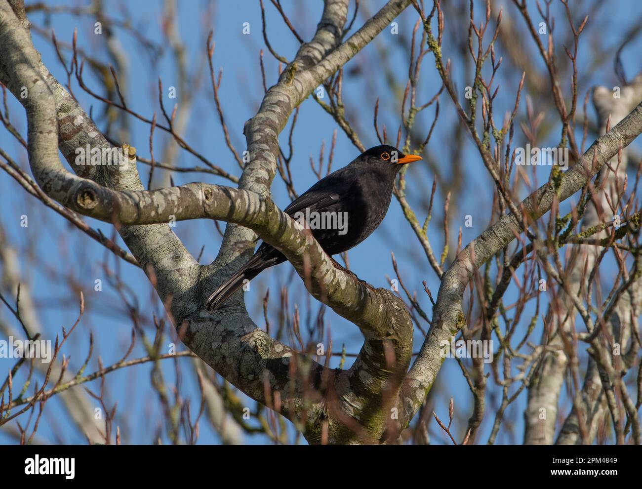 Un mâle Blackbird dans un arbre, Arnside, Milnthorpe, Cumbria, Royaume-Uni Banque D'Images