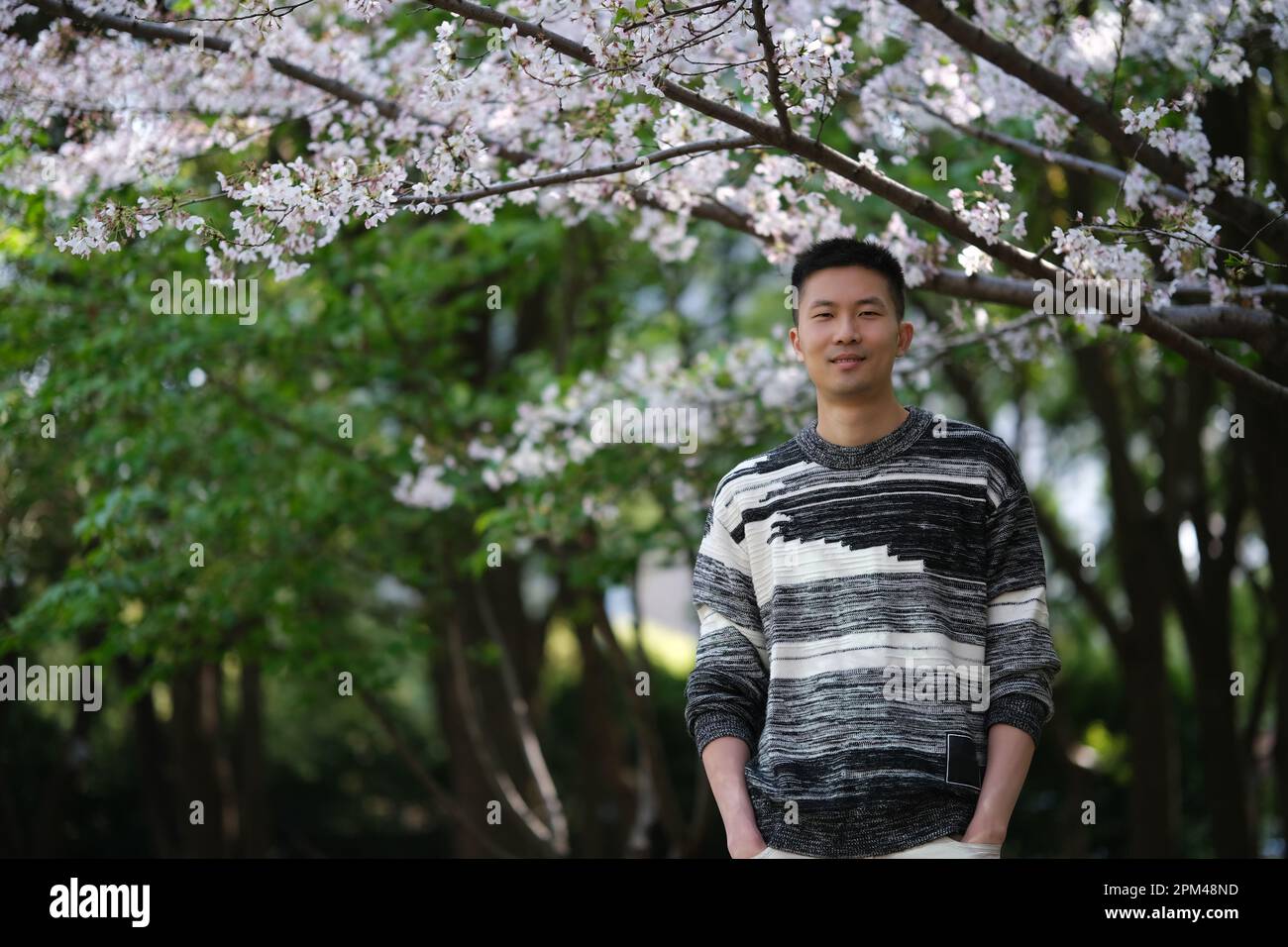 Portrait avant de Smile jeune homme asiatique de l'est en pull décontracté, mains dans les poches. Regardant la caméra sous l'arbre blanc de fleur de sakura Banque D'Images