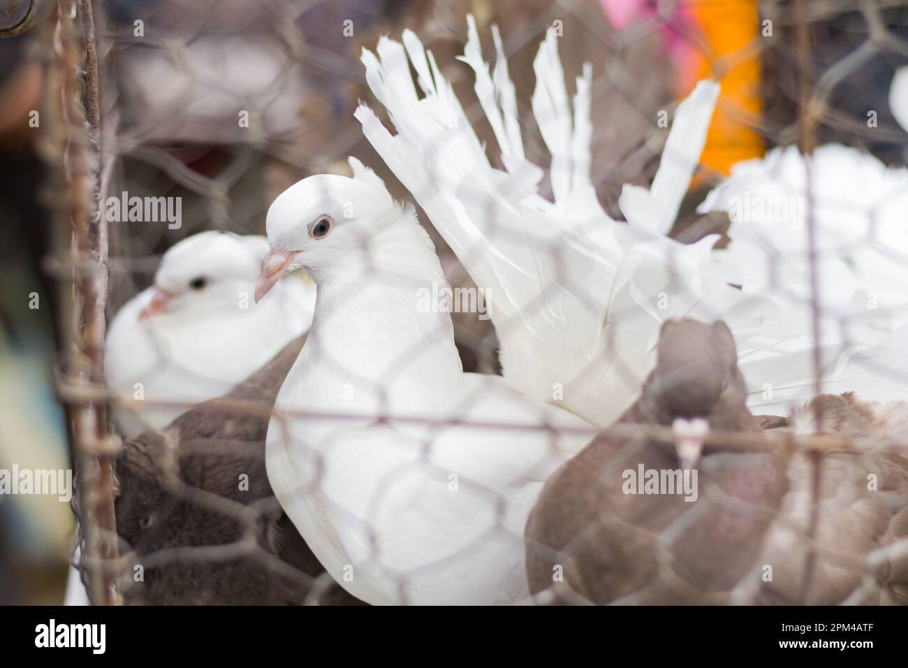 Pigeons de queue de fanion de couleur blanche et brune conservés dans une cage pour la vente dans un magasin/marché d'animaux de compagnie en Inde. Cette race de pigeons fantaisie est connue sous le nom de pigeo lokka Banque D'Images