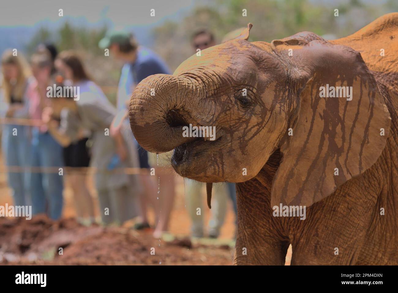 Vue latérale d'un adorable éléphant orphelin eau potable à l'orphelinat Sheldrick Wildlife Trust, Nairobi nursery Unit, Kenya Banque D'Images