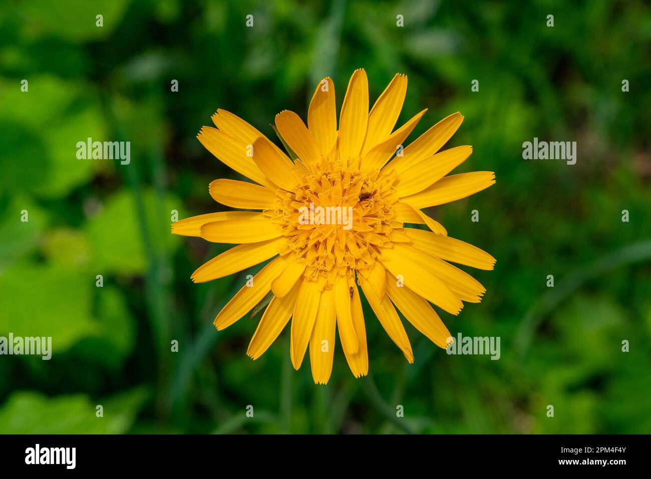 Fleur orange de la fleur de prairie photographiée d'en haut, prairie verte est dans un fond flou Banque D'Images