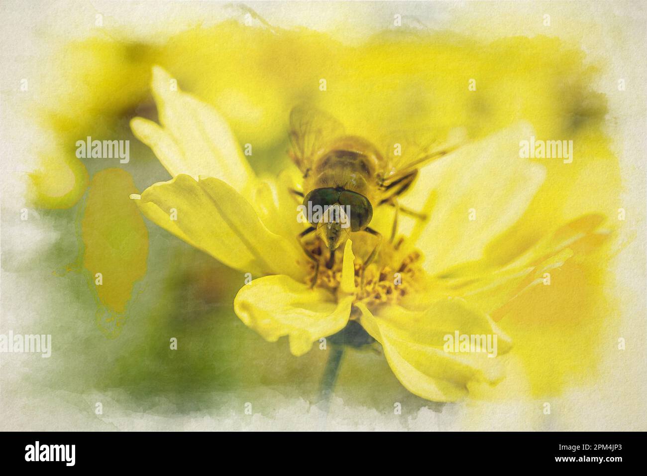 Gros plan d'une abeille, ou Honeybee. APIS mellifera peinture numérique aquarelle collectant le pollen d'une fleur de jardin jaune en été. Banque D'Images