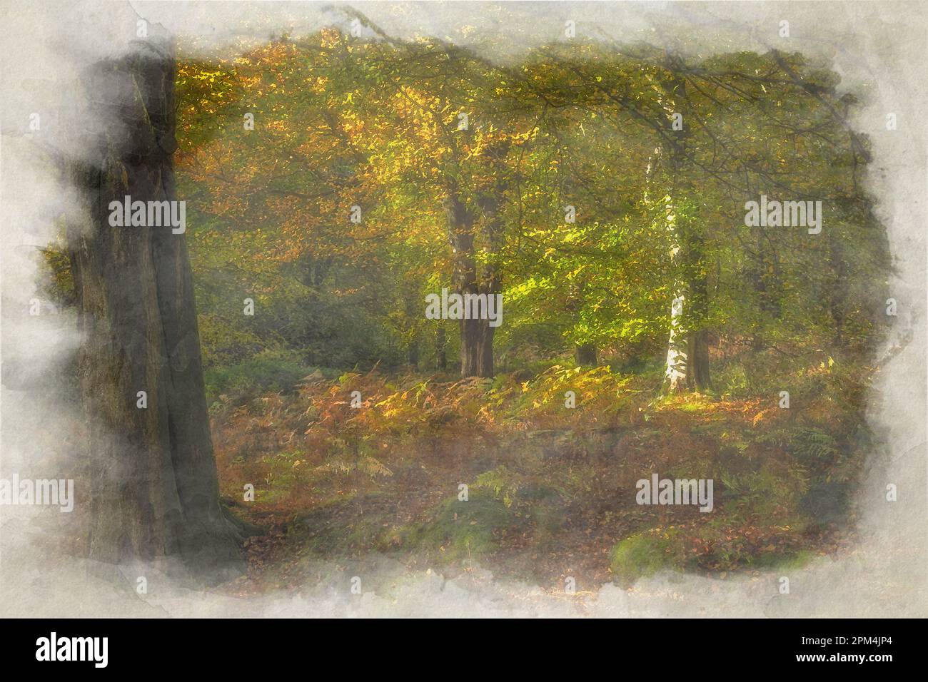 Peinture numérique à l'aquarelle d'arbres d'automne automnaux dorés et de feuilles à Birches Valley, Cannock Chase, Staffordshire, Royaume-Uni. Banque D'Images