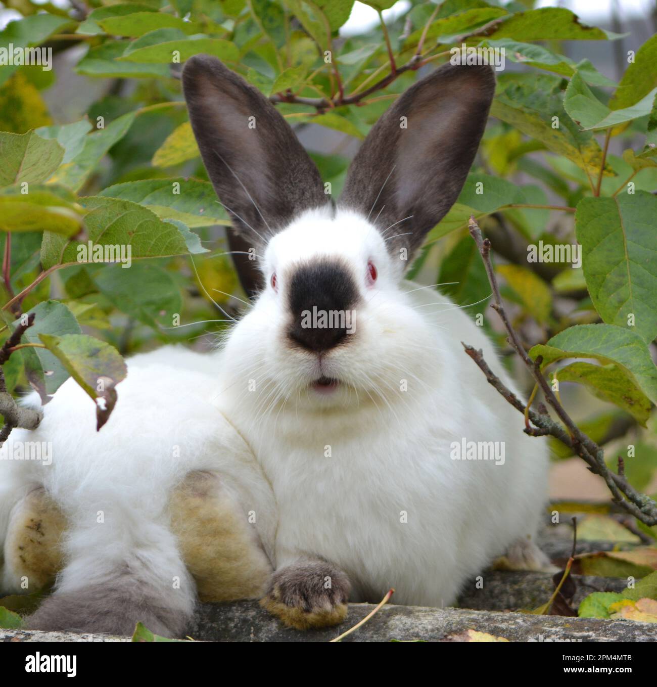 Un lapin adulte de la race californienne Banque D'Images