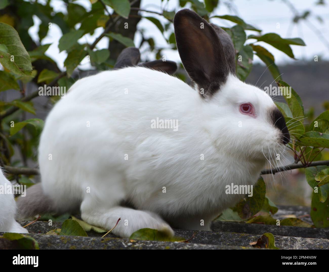 Un lapin adulte de la race californienne Banque D'Images