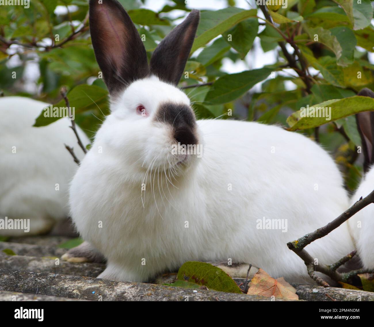 Un lapin adulte de la race californienne Banque D'Images