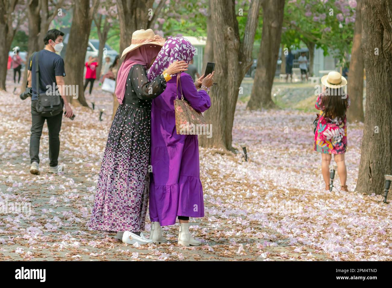 NAKHON PATHOM -THAÏLANDE, MARS 15 ,2023 : touristes non identifiés viennent visiter et prendre des photos avec de beaux trompettes roses qui fleurissent et tombent Banque D'Images