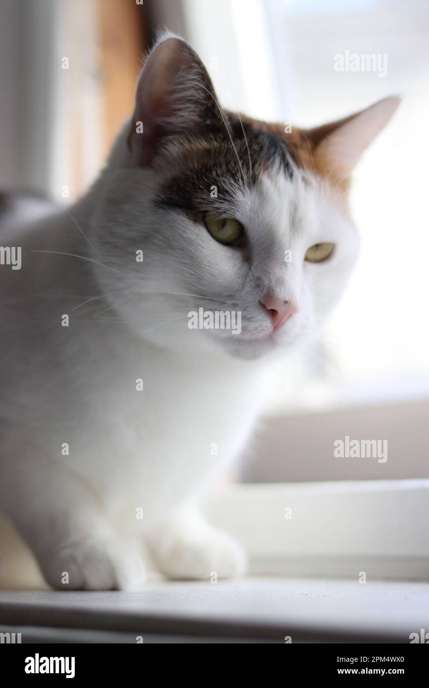 Chat à la maison. Banque D'Images