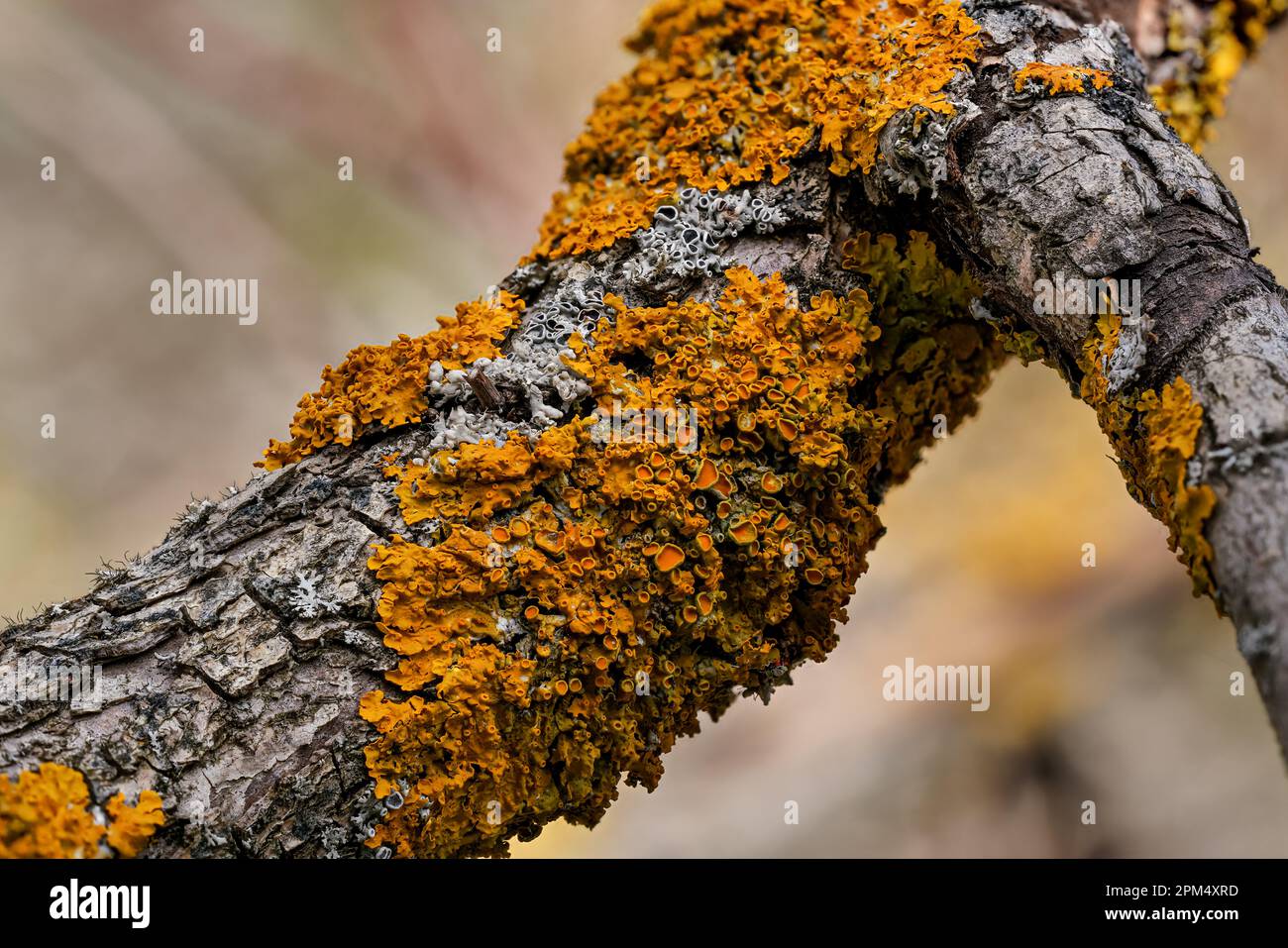 Lichen jaune orangé maritime - Xanthoria parietina et quelques physodes Hypogymnia - croissant sur branche d'arbre sèche, détail de gros plan Banque D'Images