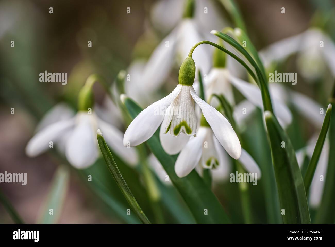 Boule de neige blanche commune - Galanthus nivalis - fleurs en forêt, détail en gros plan Banque D'Images